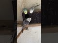 #yourcat #viral #birds #video #pets #aves #youtubeshorts #parrot #youtube #youtuber #viralvideo
