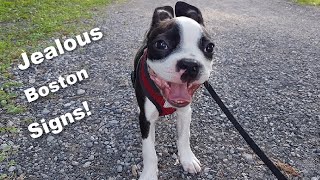 7 Signs Your Boston Terrier Is Jealous! (Owners Speak Out) by Boston Terrier Society 18,564 views 3 years ago 5 minutes, 48 seconds