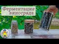 Ферментация виноградных листьев для чая - все шаги от А до Я