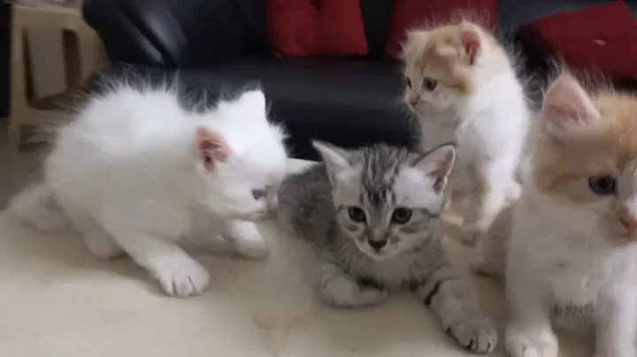 Watch the video about Persian kittens available for sale 9959513705