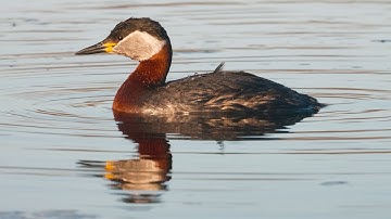 Red-necked Grebe in 4k. GH5S