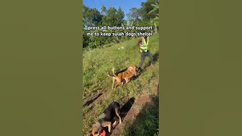 click in the bio for donations #thankyou #dogrescuer #save #dogs #animallover #dogs PayPal link