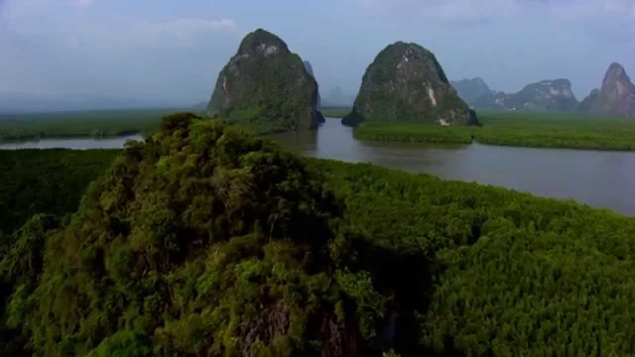 Qu'est-ce qu'une mangrove ? Extrait du film HOME