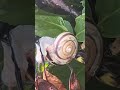 Big land snail Japan katatsumuri #discoveryjapan