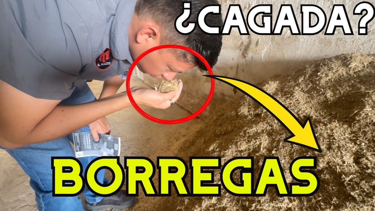 Alimentan BORREGAS con CAGADA de MARRANO 🐷🐑
