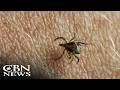 ER Visits for Tick Bites Surge - Are You at Risk?