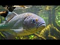Wild Life Amazon Jungle: The World’s Most Remarkable Wildlife Migrations!