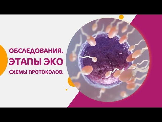 👶 Процедура ЭКО: обследования, этапы и схемы протоколов. Этапы ЭКО подробно. 18+