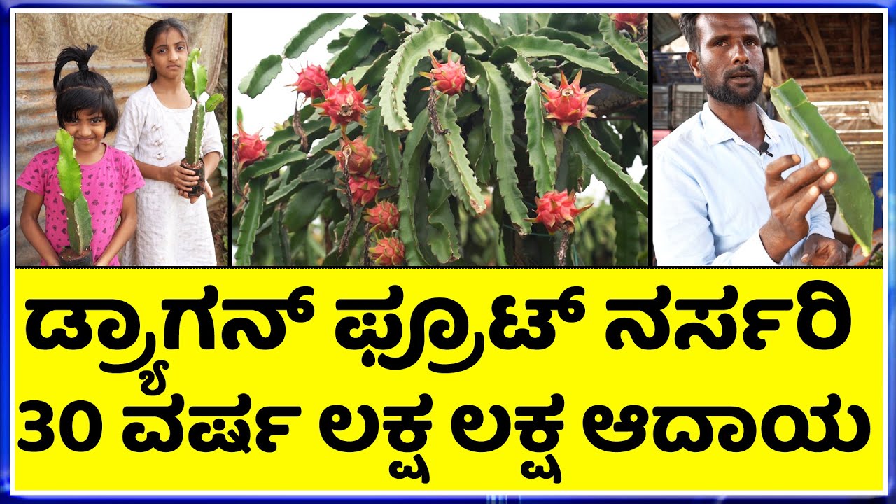 dragon fruit nursery in karnataka || ಕೇವಲ  20 ರಿಂದ 25 ರೂಪಾಯಿ ಗುಣಮಟ್ಟದ ಗಿಡಗಳು