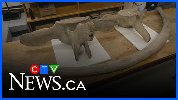 How did ancient whale bones end up hundreds of kilometres from the ocean?