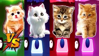 CUTE CAT WEDNESDAY LADY GAGA BLOODY MARY vs Blackpink LISA MONEY vs JISOO FLOWER vs KITTY BTS