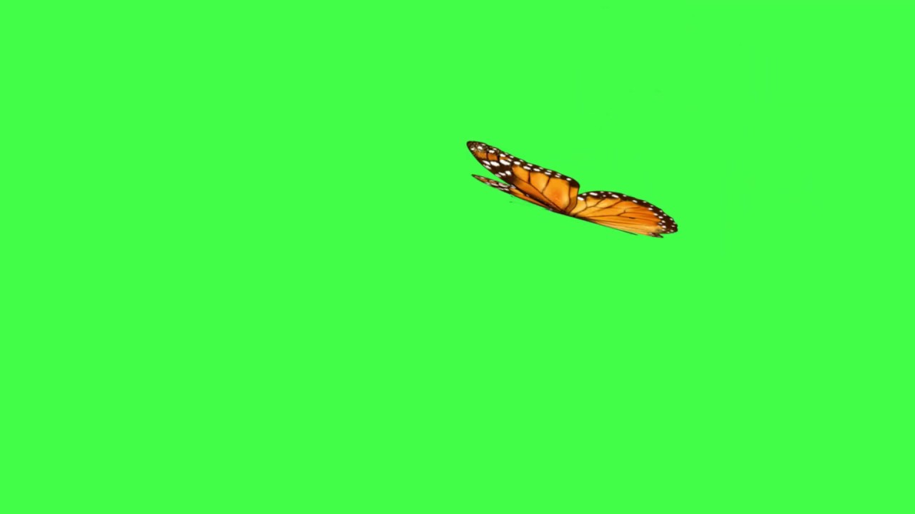 Orange butterfly flying - Green screen (no copyright, Royalty free)