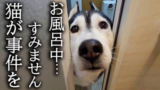 お風呂に入ってると犬がくんくん鳴くのでついて行くと猫がありえないことに