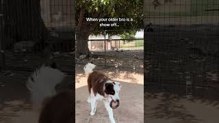 It’s a bird, it’s a plane, it’s super Pete the border collie showing off for the puppy✈