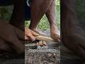 Fire saw with wood material rubbed on Coconut Frond #primitivefirelighting #bushcraft