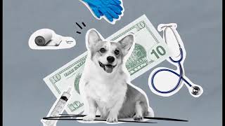 Blaming inflation, more pet owners are giving up their pets, shelter says