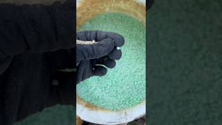 Yetersiz Besin Kaynaklı Reygras Tarlasına Elle Serpme Yöntemi Ile Akıllı Gübre Takviyesi Yapıyoruz