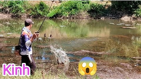 Câu cá lóc_Đi xa lên hàng và những cú táp cực kỳ phê @Hữunghị tv