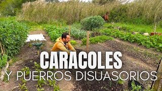 Puerros anti caracoles, ¿efectivo o fantasía?