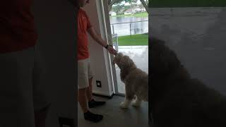Buster (Bearded collie) learning to open a sliding door #dog #shorts