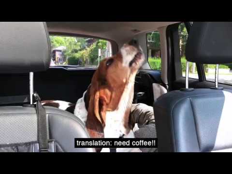 puppy paradise dean needs his coffee
