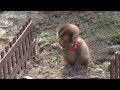 保護された野生の子ザル 動物保護団体へ(宮崎県日南市)