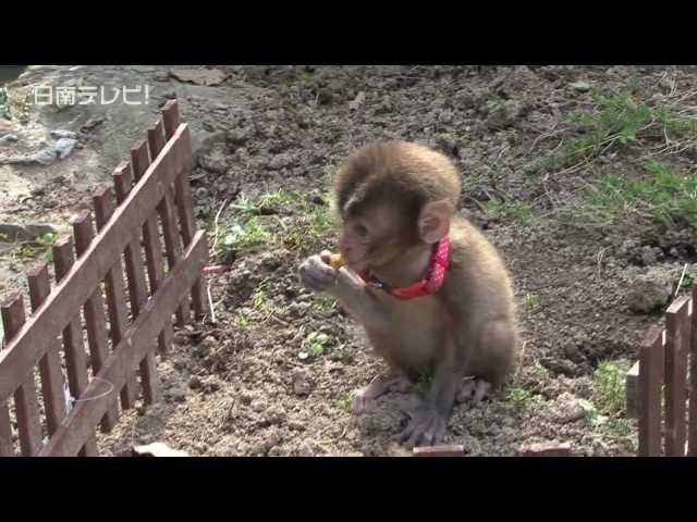 保護された野生の子ザル 動物保護団体へ 日南テレビ 公式