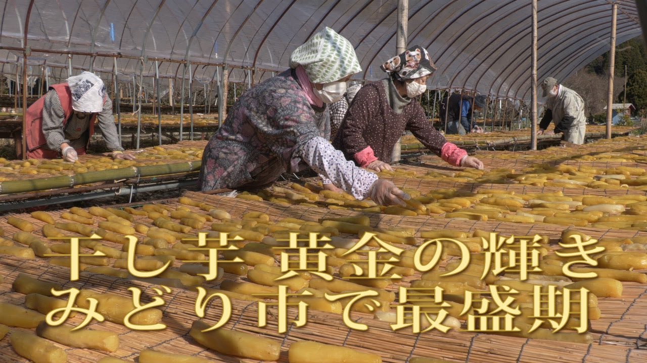 干し芋 黄金の輝き みどり市で最盛期 - YouTube