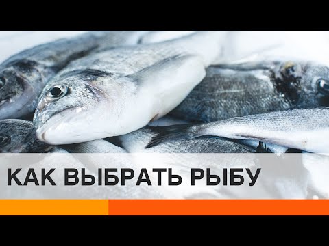 Как купить рыбу и не отравиться: полезные советы — ICTV