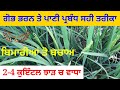 paddy crop information || ਝੋਨੇ ਚ ਗੋਭ ਭਰਨ ਤੇ ਪਾਣੀ ਦਾ ਪ੍ਰਬੰਧ