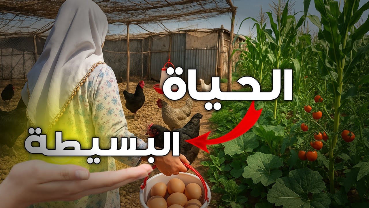 يوم في مزرعتنا :😍 تنظيف الحظيرة وجمع البيض🥚 وزراعة الخضروات🌽🍅