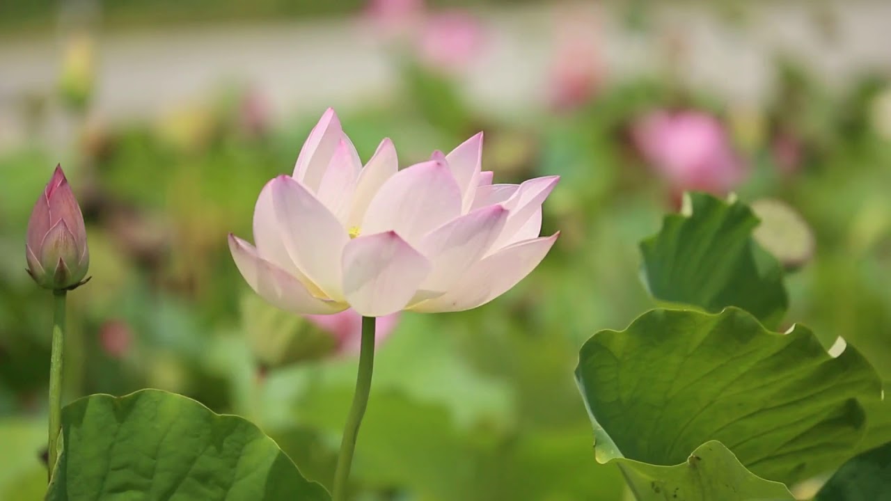 Миньков Сергей - Лето (2018)