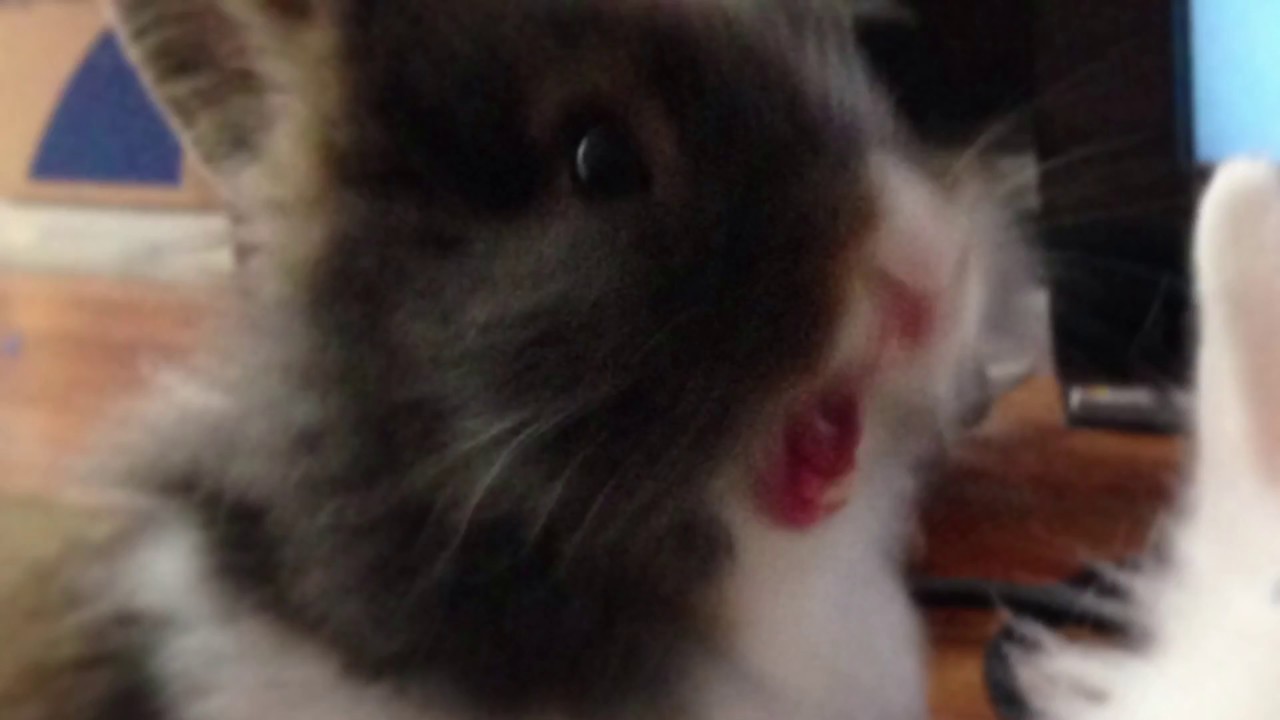 Lily yawning compilation Bunny rabbit yawn funny and cute YouTube