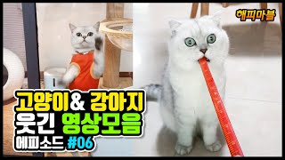 [2020]배꼽 빠지게 웃긴 고양이와 강아지😸🐶 & 기타 영상모음#06 Dogs and Cat Funny Moments | Funny Animals Compilation#06