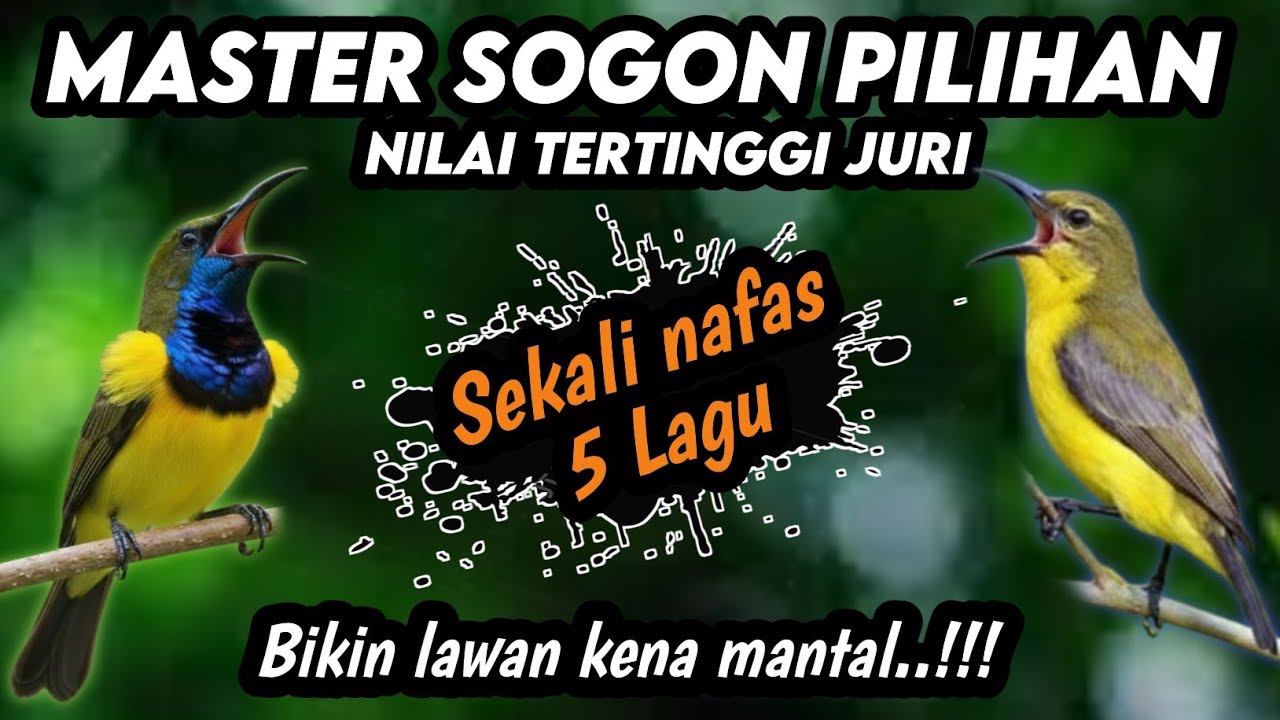 Sekali nafas 5 lagu !! MASTERAN SOGON FULL ISIAN TEMBAKAN KEKINIAN‼️