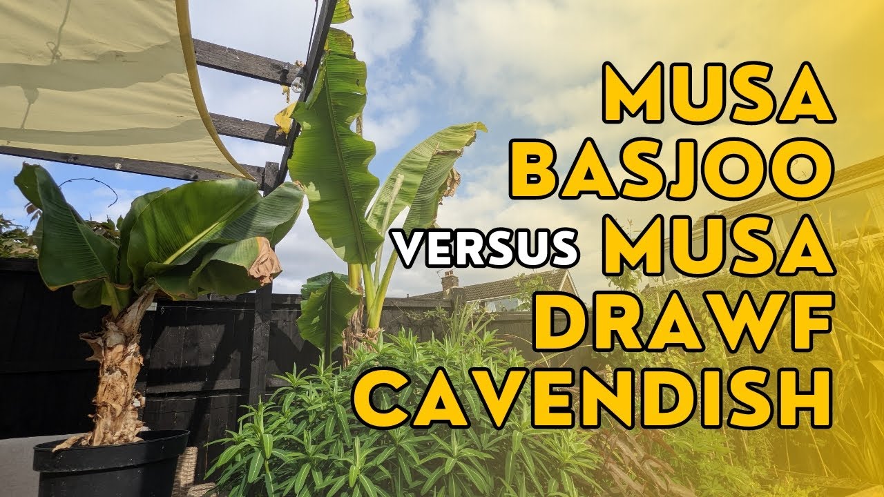 What's the difference between Musa basjoo and Musa 'Dwarf' Cavendish