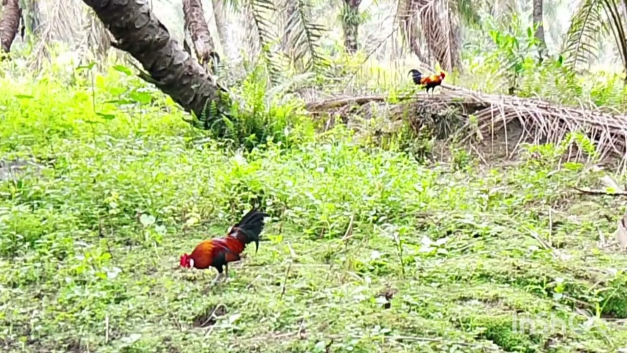 Jgan orng bisa dpat ORI seperti ini