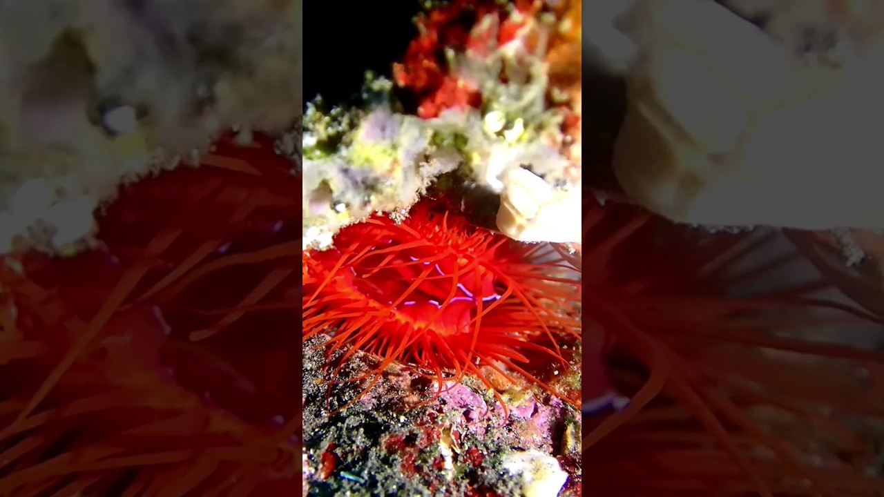 Electric Clam, Tulamben, Bali. 