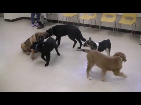 actt-life-lessons-level-1-puppy-training-class