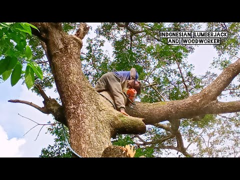 Indonesian Trees