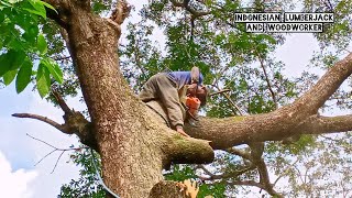 High risk !! Trembesi tree felling process, Indonesian style.