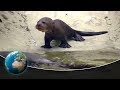 Cute & curious little fur friends - Swimming lessons for the giant otter young