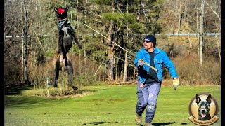 Training the ultimate search and rescue dog