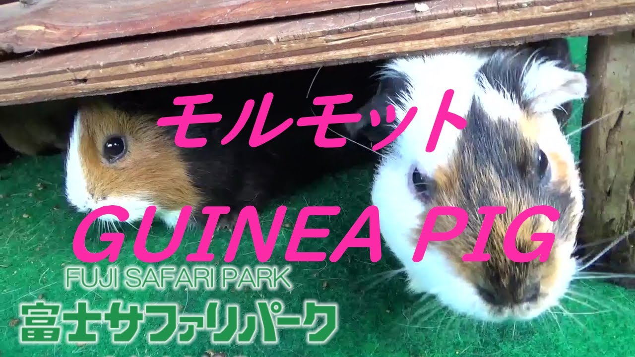 富士サファリパーク どうぶつ村 モルモット可愛いな Fuji Safari Park Animal Village Guinea Pigs Are Cute Youtube