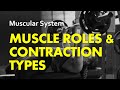 Muscle Roles &amp; Contraction Types | Muscular System 04b | Anatomy &amp; Physiology