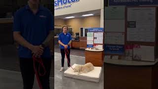 Does your dog struggle to settle down? 🐶PetSmart Trainer Brandon is here to help. #PetSmartHowTo