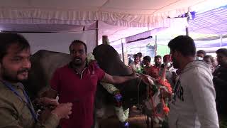 Cannot Value the Price Cost For Desi Cows || Am Hallikar Bull Karnataka Kalasa