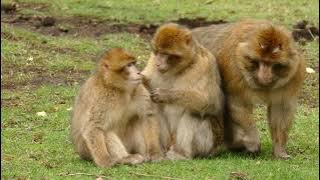 Mangoworm Removal From Dog, Remove Mangoworm On Dog | video mangoworm 2021