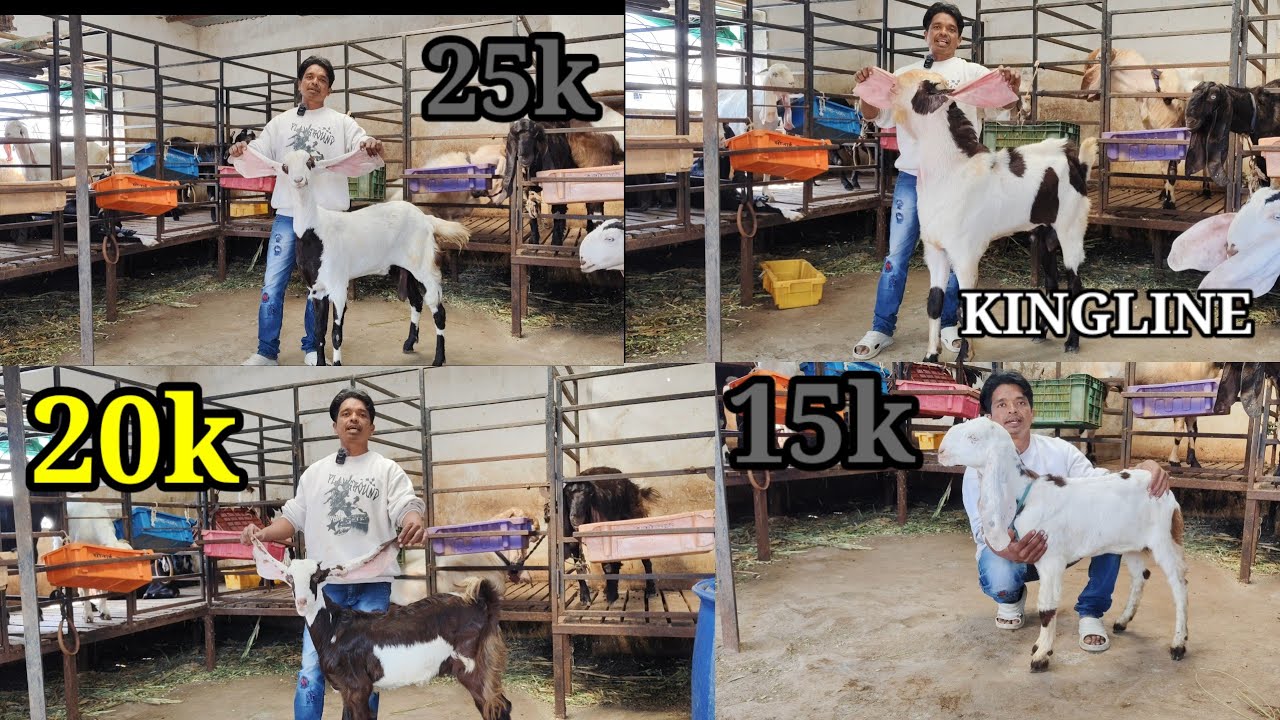 DIWALI KA DHAMAKA OFFER HAWALDAR GOAT FARM  SOLAPUR (Irfan Bhai 9175318121)
