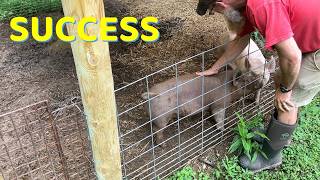 Just a pig update, Goal #5 achieved! @YoungbloodFamilyFarm